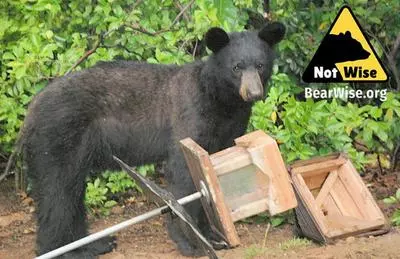 bears-birdfeeder