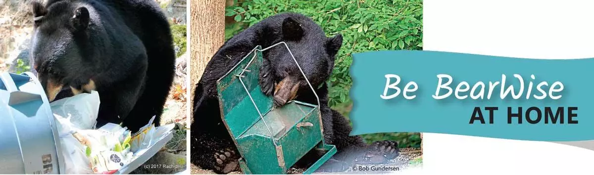 bearwise-header